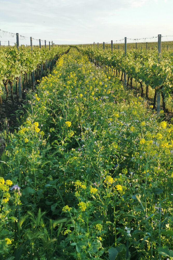 <p>A diverse mixture of different plant species supports the biodiversity in our vineyards. This diversity provides habitat for many creatures and supports the health of the vine.</p>