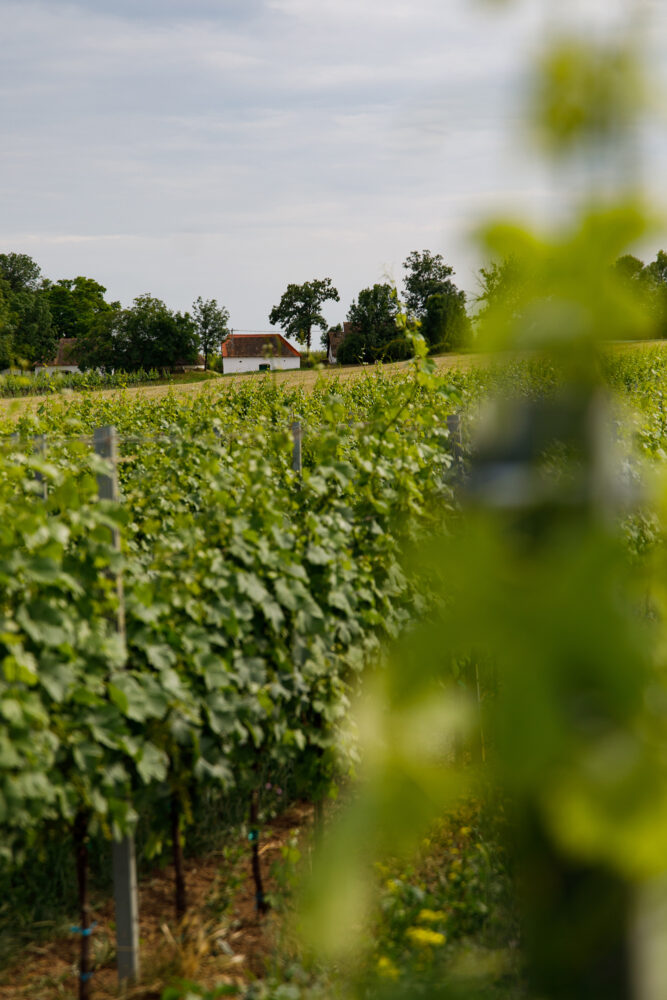 Grüner Veltliner leicht und fruchtig