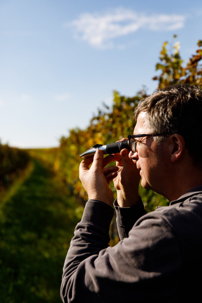 <p>Thomas in the vineyard</p>