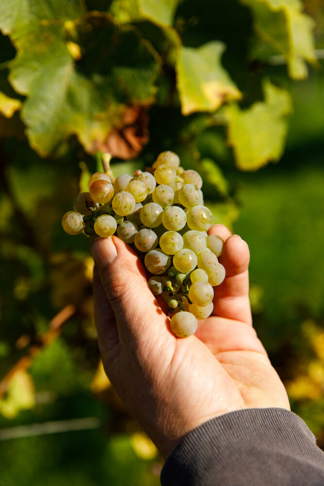Durch biologische Bewirtschaftung wachsen in unseren Weingärten Trauben mit Charakter und Finesse.