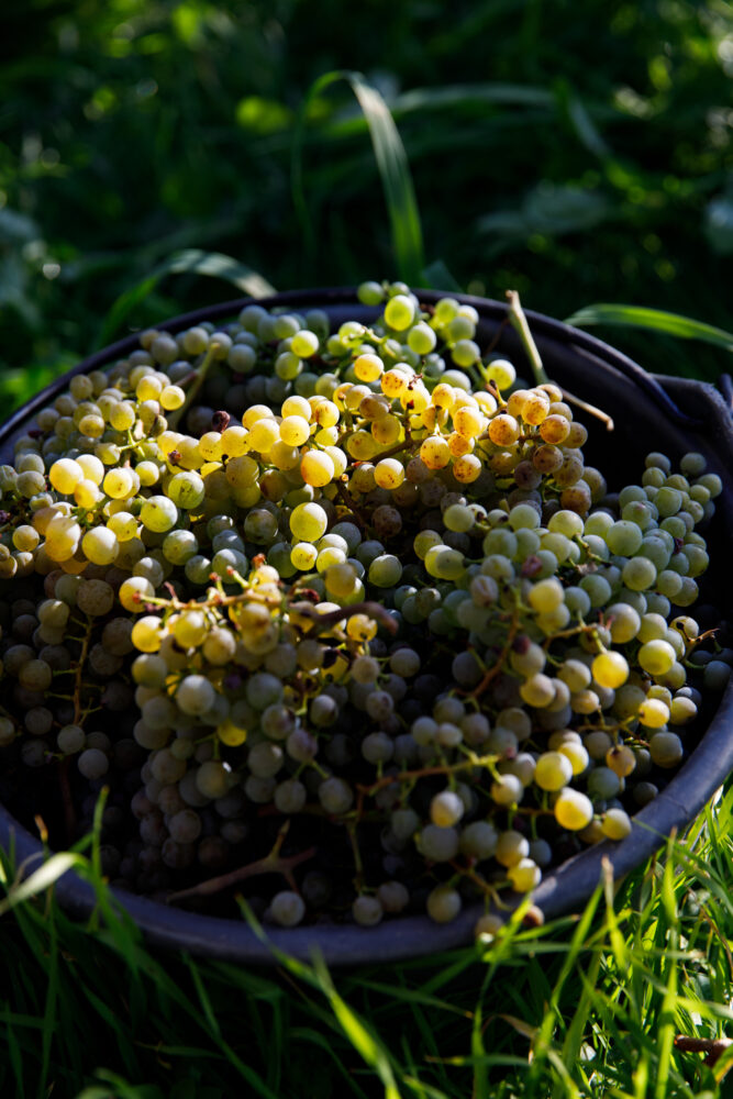 Grüner Veltliner Kalvarienberg